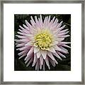 Dahlia With A Spot Of Yellow Framed Print