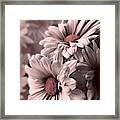 Daisies In Antiquity Framed Print