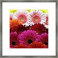 Daisies Framed Print