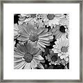 Daisy Black White Framed Print