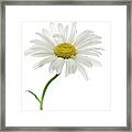 Daisy Framed Print