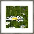 Daisy Flower Framed Print