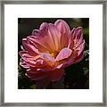 Dalia Framed Print