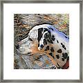 Dalmatian Dog Framed Print