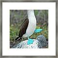 Dancing Blue Footed Booby Framed Print