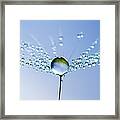 Dandelion And Dew - Blue Sky Water Framed Print