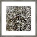 Dandelion Macro Framed Print