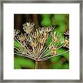 Dead Hemlock Flower And Seeds Framed Print