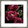 Dead Roses Framed Print