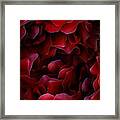 Deep In The Heart Of Red Framed Print
