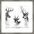 Deer Antlers Engraving 1896 Framed Print