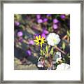 Delightful Desert Flower Framed Print