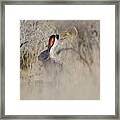 Desert Bunny Framed Print