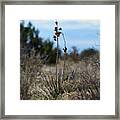 Desert Flower Framed Print