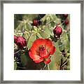 Desert Flowering Cactus Framed Print