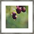Dew Dripping From Berries Framed Print