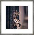 Did Some One Meow..?! Framed Print