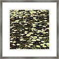 Dnrs1007 Framed Print