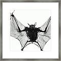Dog-faced Fruit Bat Cynopterus Framed Print