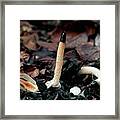 Dog Stinkhorn Fungi Framed Print
