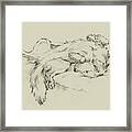 Dog Tired Ii Framed Print