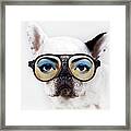 Dog Wear Glasses Framed Print