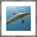 Dolphin Framed Print
