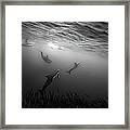 Dolphins Re-grouping Afterorchestrated Framed Print