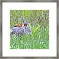 Double Down Framed Print