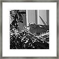Dove In Its Nest - Hale County, Texas Framed Print