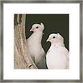 A Pair Of Doves Framed Print