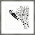 Downy Woodpecker Framed Print