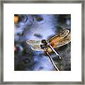 Dragonfly At The Swamp Framed Print