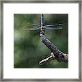 Dragonfly Handstand Framed Print