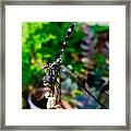 Dragonfly In Miniature Framed Print