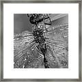 Dragonfly In Morning Dew Framed Print