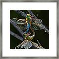 Dragonfly Mating Wheel Framed Print
