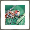 Dragonfly Framed Print