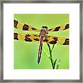 Dragonfly On Green Framed Print