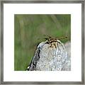 Dragonfly On Rock Framed Print