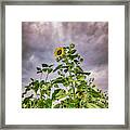 Dramatic Sunflower Framed Print