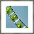 Draparnaldia Green Algae Framed Print