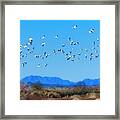 Dream Geese Framed Print