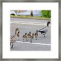 Duck Family Crossing The Road Framed Print