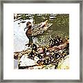 Duck Family Framed Print