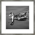 Duck In Black And White Framed Print