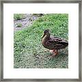 Duck In Boston Commons Framed Print