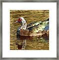 Duck On Golden Pond Framed Print