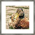 Duck Swimming In Lake Toned Framed Print