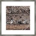 Ducks 6238 Framed Print